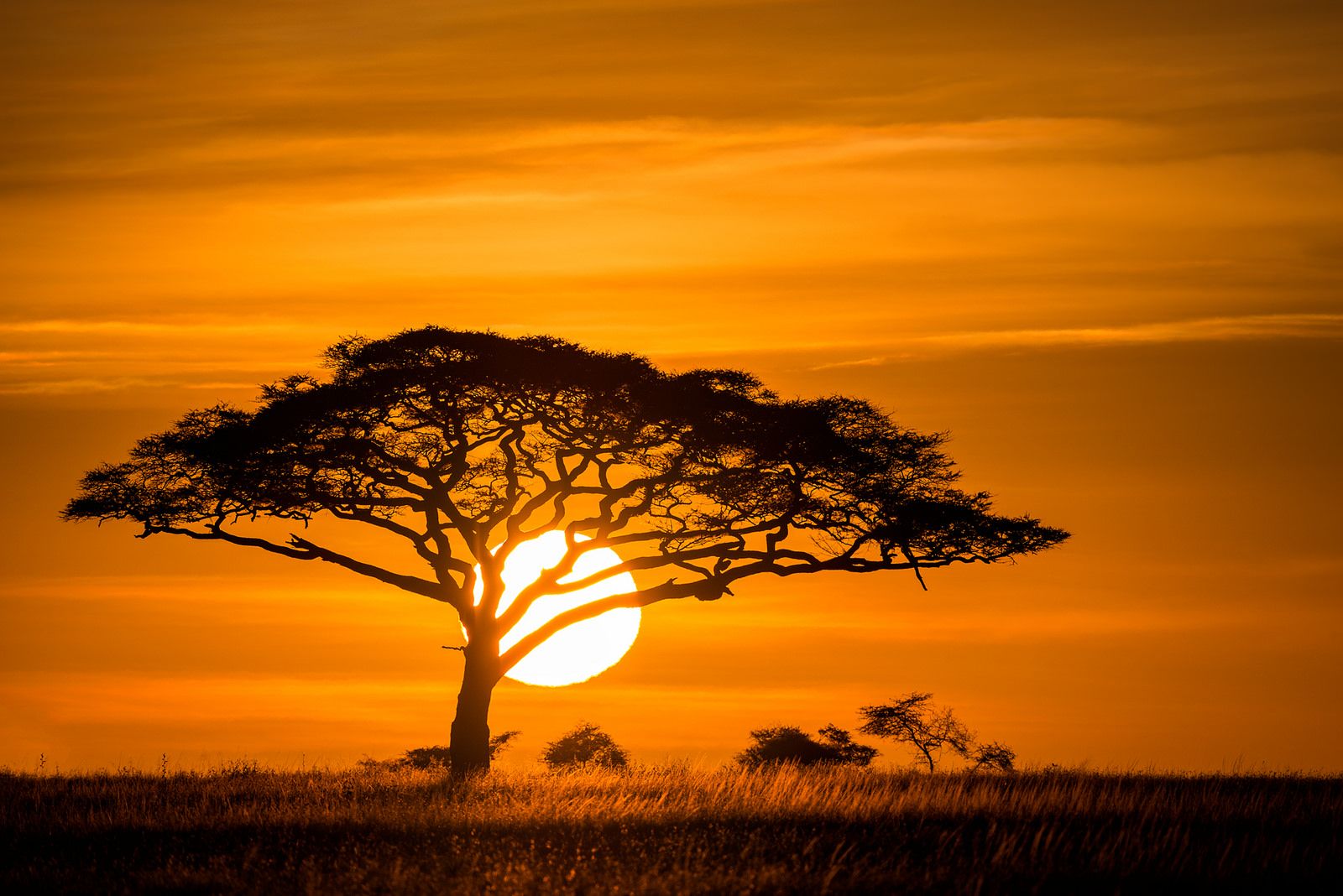 Safari Sunset